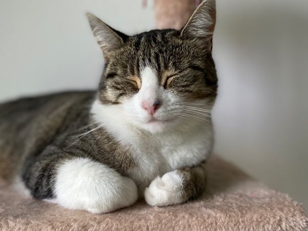 Cat - Main image