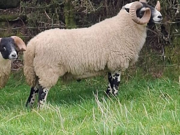 Lanark shearling. - Main image