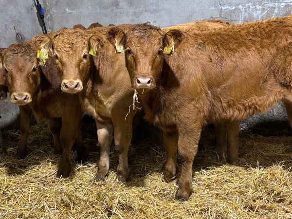 ⭐️ 5 Red Limousin Heifer Wealings⭐️ - Main image