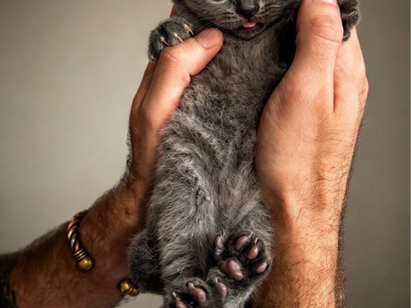 Blue British Shorthair- Ready to leave - Main image