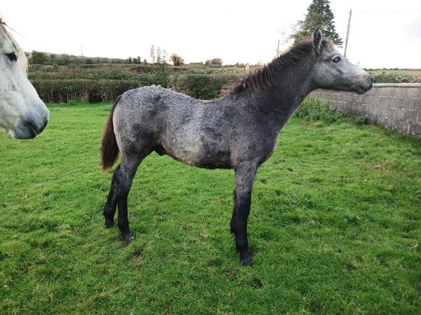 Registered Connemara Colt Foal - Main image