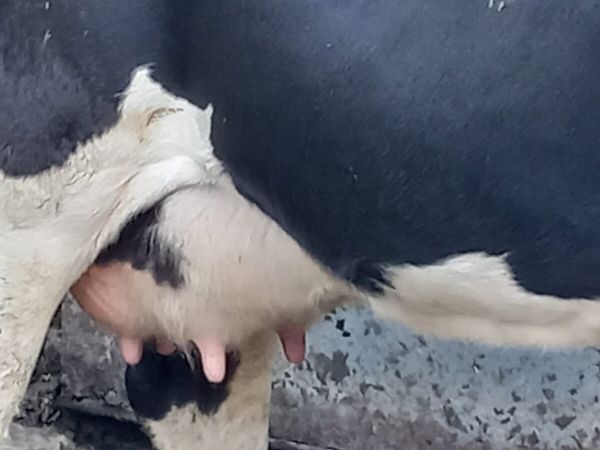 Cow for calf rearing - Main image