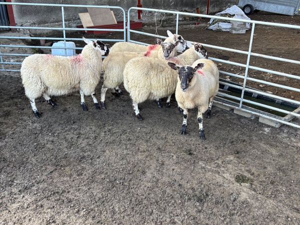 Cheviot mule ewe lambs - Main image