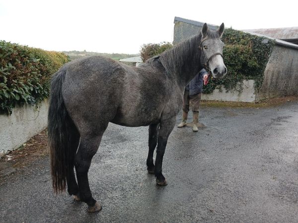 Class 1 2 year old Registered Connemara Filly - Main image