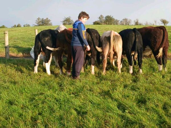 WEANLINGS - Main image