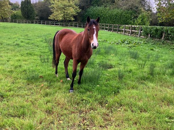 Connemara Filly - Main image