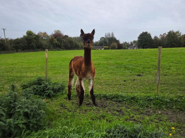 Alpacas - Main image