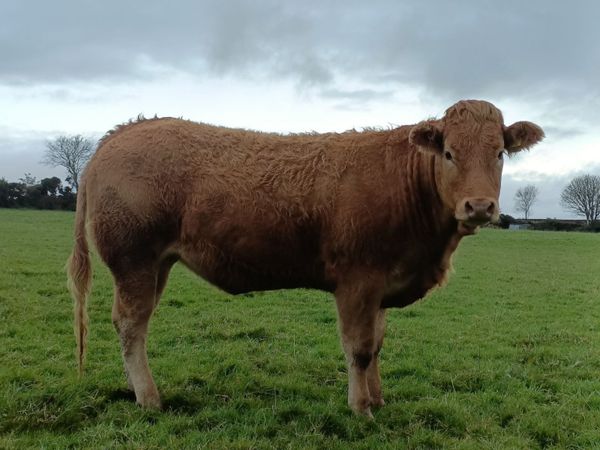 Heifer - Main image