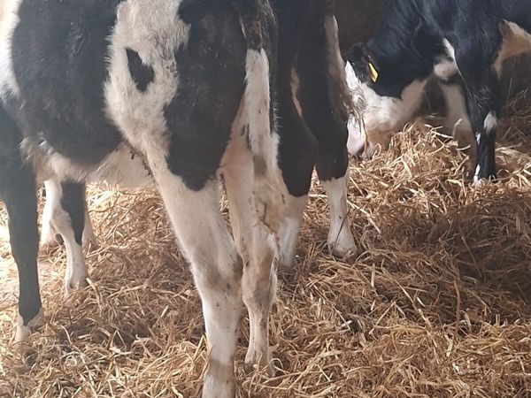 Continental Calves - Main image