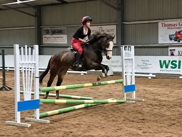 3yo gelding - Main image