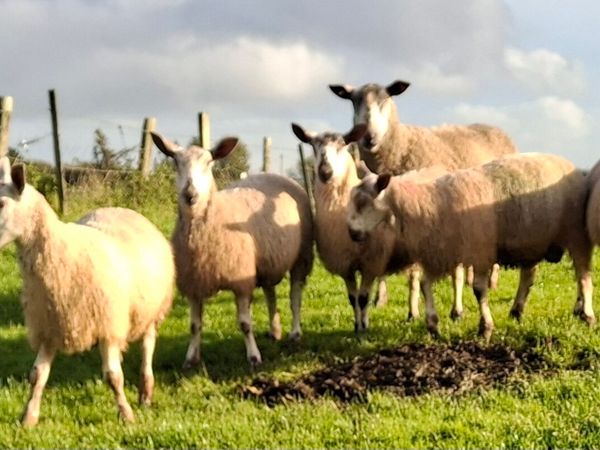 Blue Leister Rams - Organic - Main image