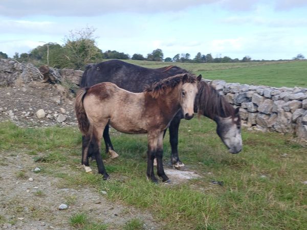 Golden dun filly foals - Main image