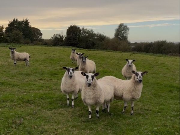Mule 1 crop sheep - Main image
