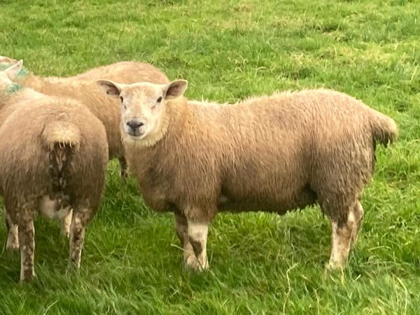 Suftex Rams lambs - Main image