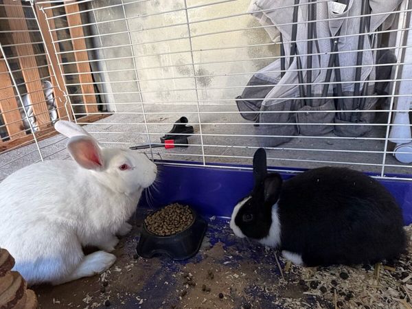 Rabbits - Main image