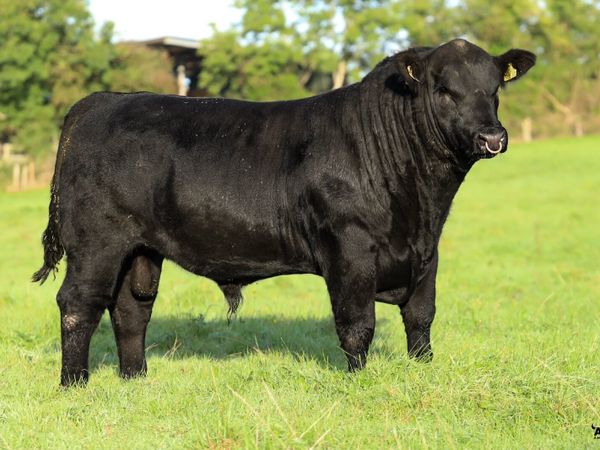 ⭐️  5 Choice Heifers and 6 Select Bulls ⭐️ - Main image