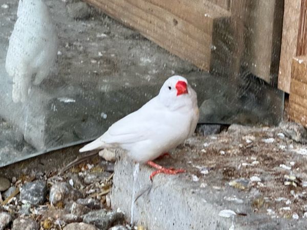 Zebra Finch - Main image