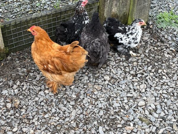 Poultry for sale - Main image