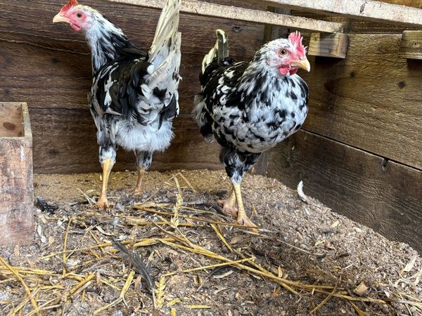 Poultry for sale - Main image