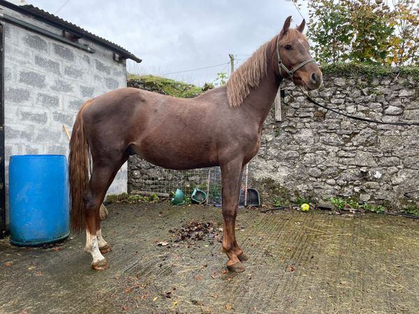 Potential pony jumper by Huricane de Champloue - Main image