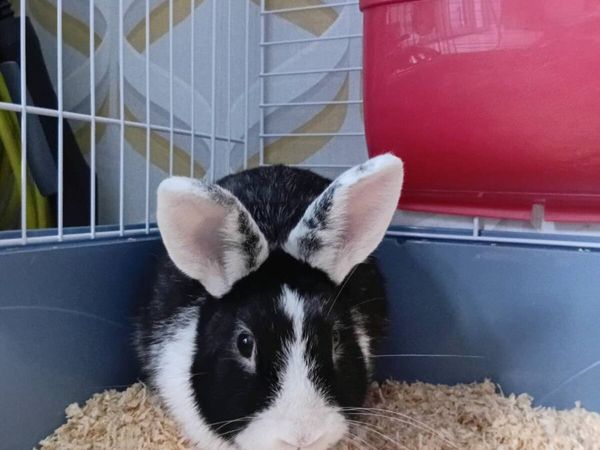 Rabbit and Cage - Main image