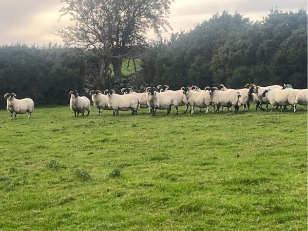 Lanark Hoggets - Main image