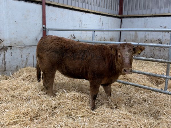 Roaned heifer - Main image
