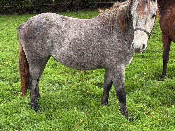 Yearling Conemara colt - Main image