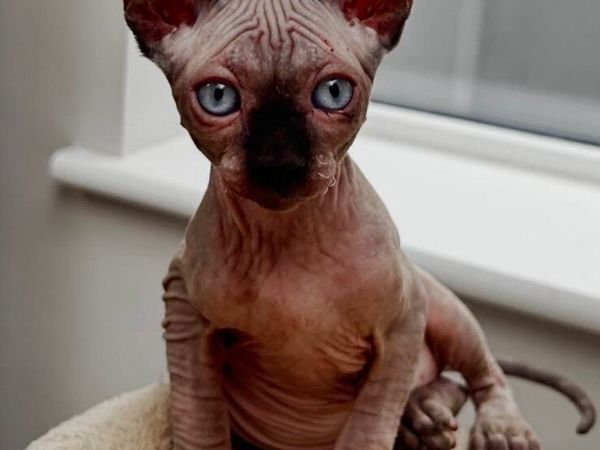 Cats - Main image