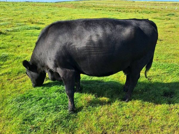 Pedigree angus cows - Main image