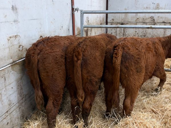 PBNR Saler heifers - Main image