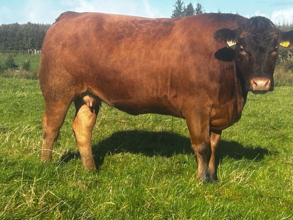 Super Red Limousin In-Calf Heifer - Main image