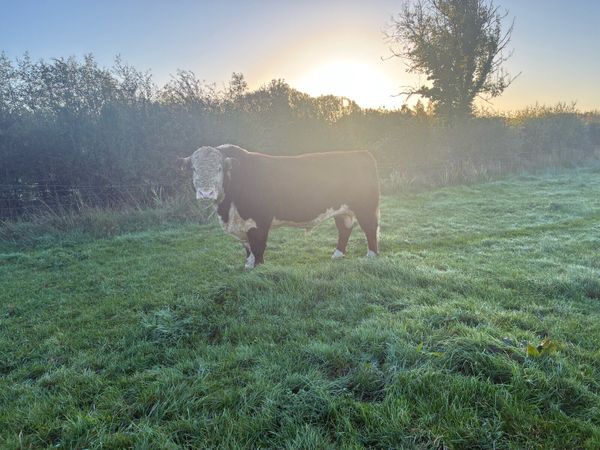 PBR Hereford - Main image