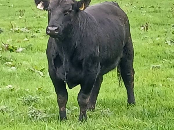 Pb Angus bulls - Main image