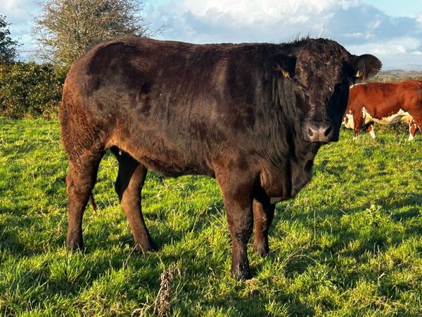 Super Black Limousin In-Calf Heifer - Main image