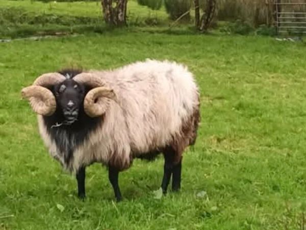 Sis Hardy rams - Main image
