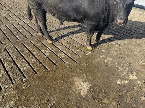 Angus bull - Main image