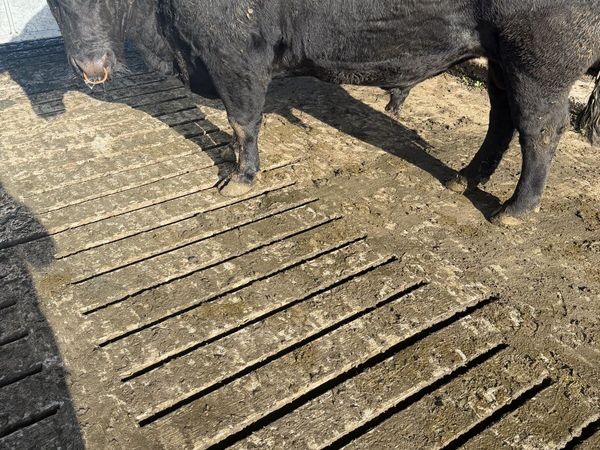 Angus bull for sale in Tipperary for €3,500 on DoneDeal