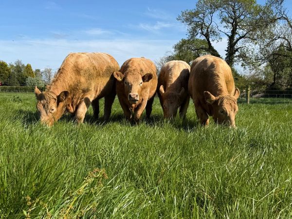 Hybrid Saler/Charolais X Heifers - Main image