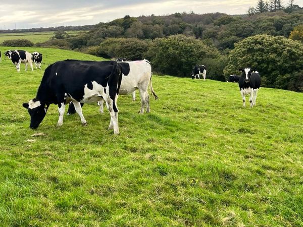 DAIRY SALE LISTOWEL MART WED 21ST OCT AT 1PM - Main image