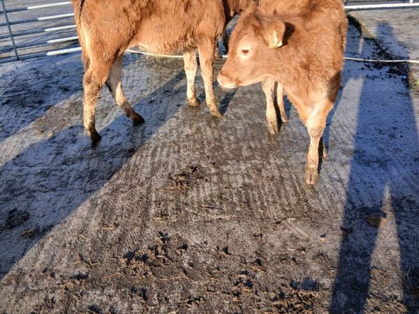 Weanlings - Main image