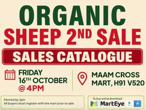 Western Organic Sheep Sale Today Friday 16th @ 4pm for sale in Mayo for ...