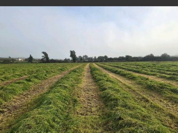 15 acres of standing silage or bales *cheap* - Main image