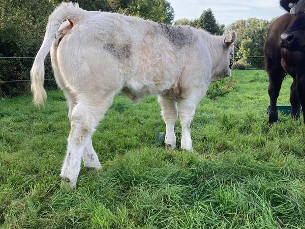 Pirate x. CF52 heifer calf & recip heifer - Main image