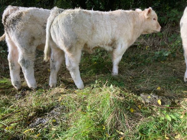 Pirate x. CF52 heifer calf & recip heifer - Main image