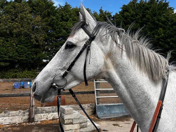 Horse - Main image