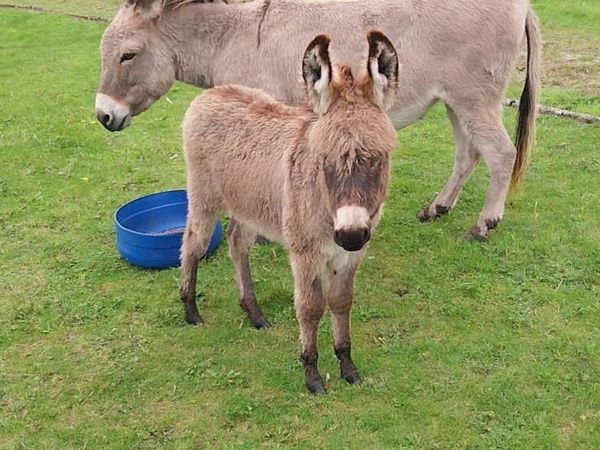 Foal - Main image