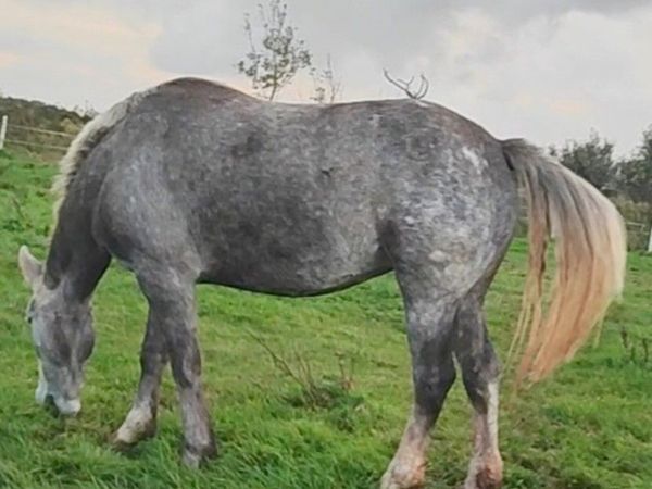 Stunning gentle giant - Main image