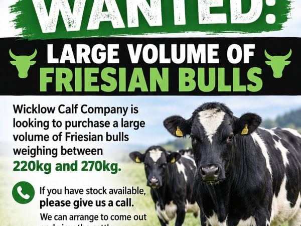 Wanted: LARGE VOLUME OF FRIESIAN BULLS - Main image
