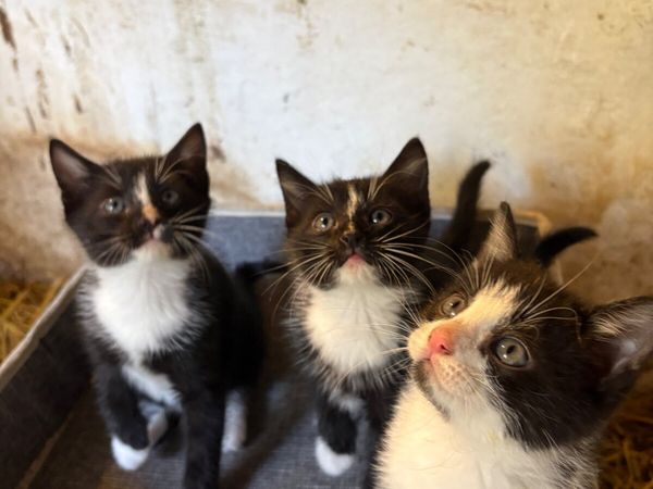 Kittens - Main image